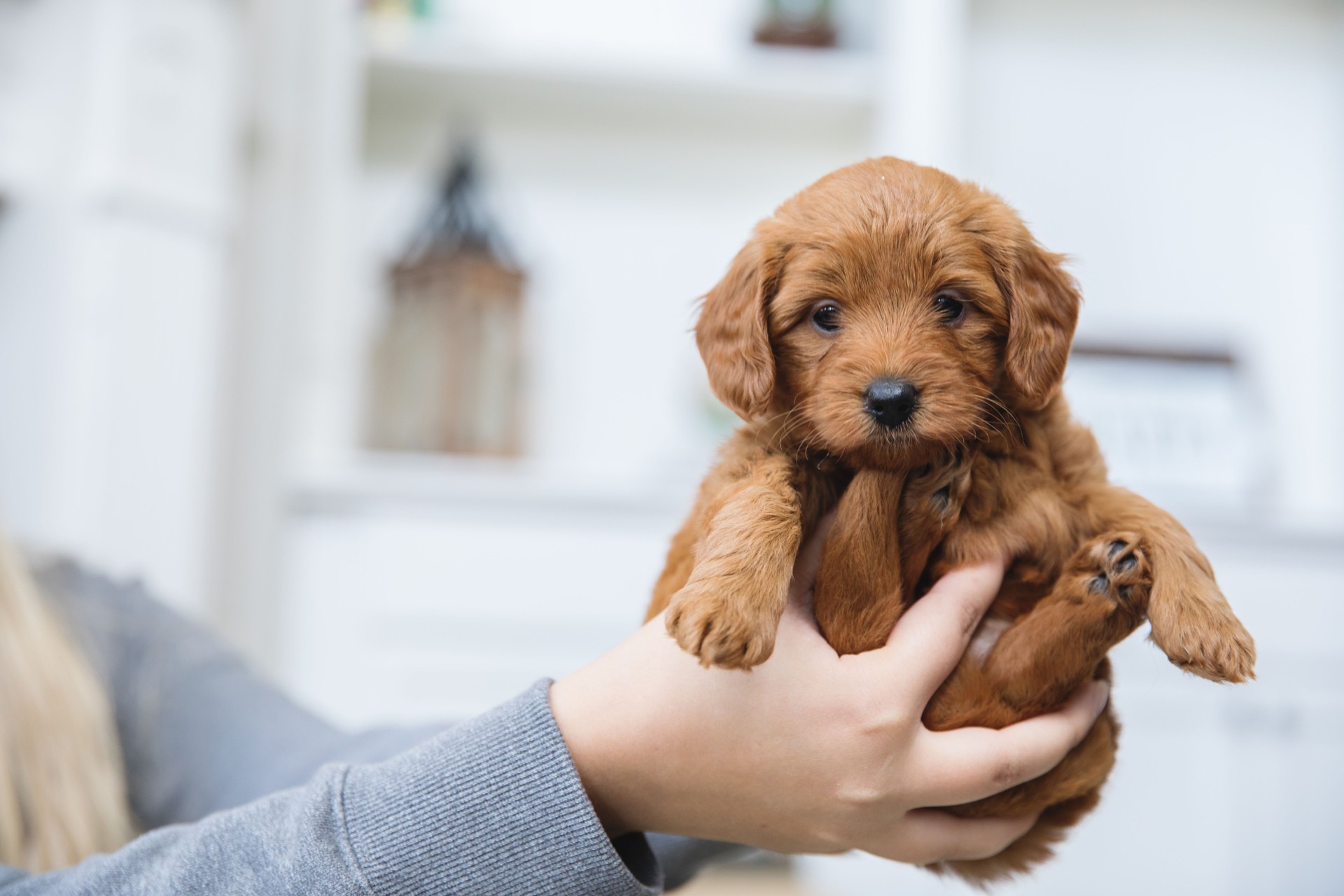 Unidentifiable woman holds her new pet Goldendoodle puppy in her hands
