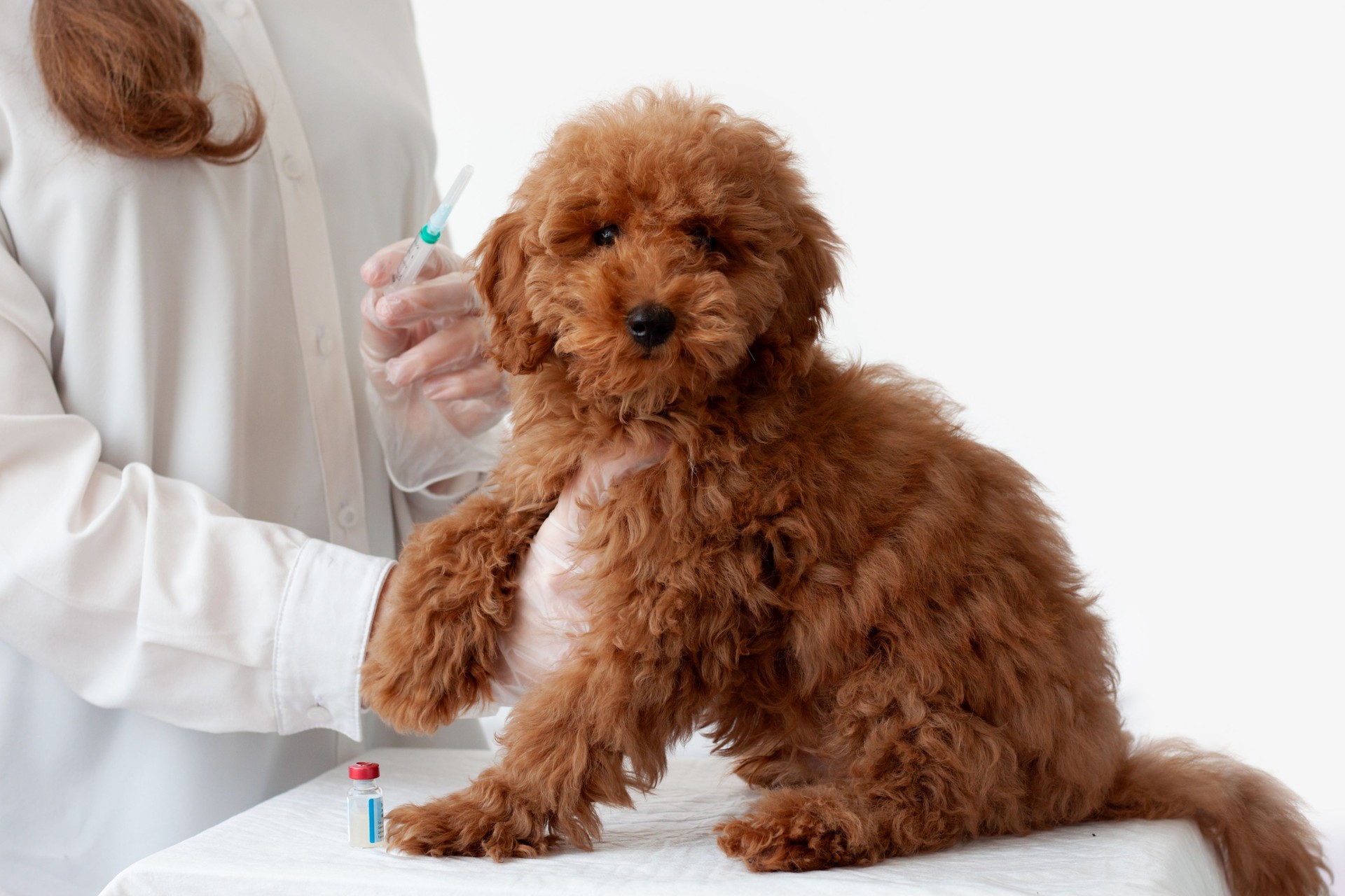 A girl veterinarian in gloves holds a syringe over that poodle color red brown, next to a bottle of vaccine. Animal vaccination, veterinary care
