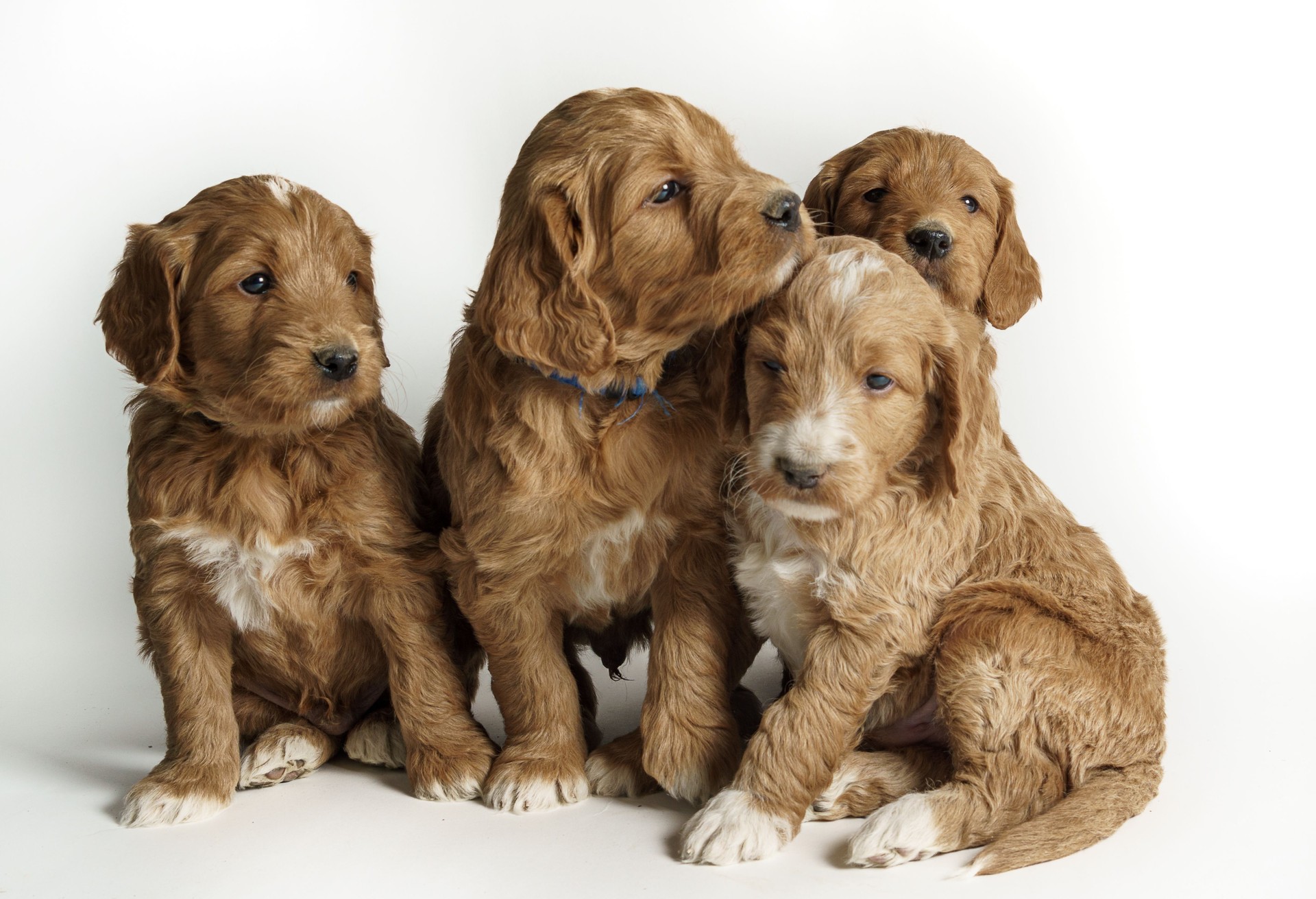 Golden Doodle Puppy